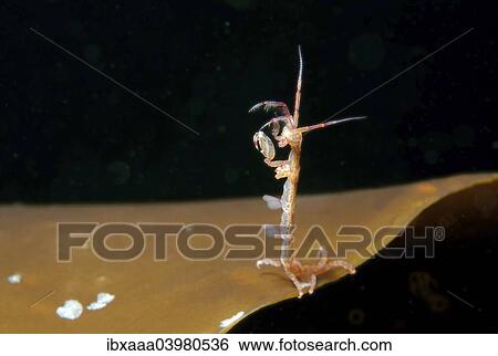 Skeleton shrimp or ghost shrimp (Caprella linearis), White Sea, Karelia, Arctic, Russia, Europe View Large Photo Image Stock Photograph - Skeleton shrimp or ghost shrimp (Caprella linearis), White Sea, Karelia, Arctic, Russia, Europe. Fotosearch