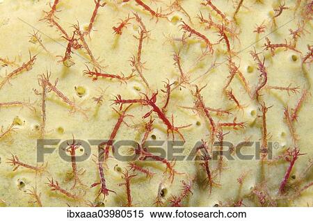 Skeleton shrimp or ghost shrimp (Caprella linearis), White Sea, Karelia, Arctic, Russia, Europe View Large Photo Image Stock Photography - Skeleton shrimp or ghost shrimp (Caprella linearis), White Sea, Karelia, Arctic, Russia, Europe. Fotosearch