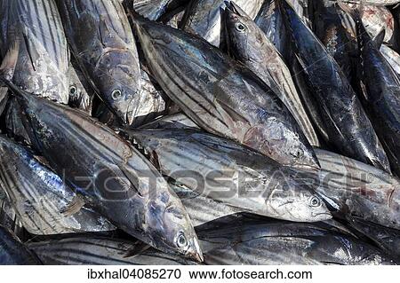Skipjack Tunas (Katsuwonus pelamis), Tenerife, Canary Islands, Spain, Europe View Large Photo Image Stock Image - Skipjack Tunas (Katsuwonus pelamis), Tenerife, Canary Islands, Spain, Europe. Fotosearch