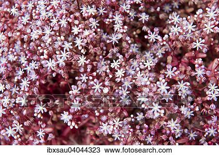 Stock Image - Sky Stone-crop (Sedum caeruleum), Malta, Europe. Fotosearch