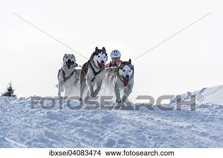 Sled dog racing, sled dog team in winter landscape, Unterjoch, Oberallgau, Bavaria, Germany, Europe View Large Photo Image Picture - Sled dog racing, sled dog team in winter landscape, Unterjoch, Oberallgau, Bavaria, Germany, Europe. Fotosearch