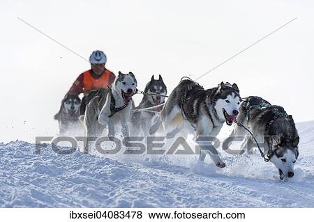 Sled dog racing, sled dog team in winter landscape, Unterjoch, Oberallgau, Bavaria, Germany, Europe View Large Photo Image Stock Photo - Sled dog racing, sled dog team in winter landscape, Unterjoch, Oberallgau, Bavaria, Germany, Europe. Fotosearch