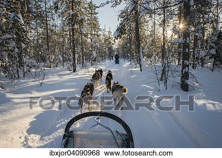 Sledging with a dog sledge, Riisitunturi National Park, Lapland, Finland, Europe View Large Photo Image Stock Photo - Sledging with a dog sledge, Riisitunturi National Park, Lapland, Finland, Europe. Fotosearch