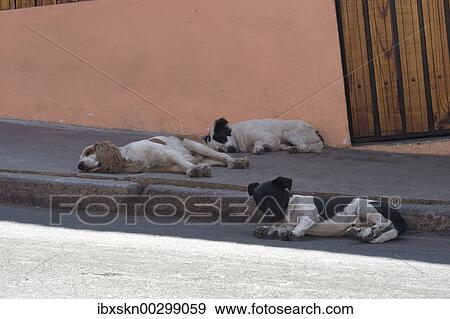 Stock Photo - Sleeping dogs in Arica, Chile, South America. Fotosearch
