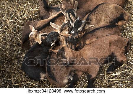 Stock Photo - Sleeping young goatlings in the stable, Mecklenburg-Western Pomerania, Germany, Europe. Fotosearch