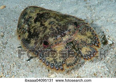 Slipper Lobster or Sculptured Mitten Lobster (Parribacus antarcticus), Bohol Sea, Philippines, Asia View Large Photo Image Stock Image - Slipper Lobster or Sculptured Mitten Lobster (Parribacus antarcticus), Bohol Sea, Philippines, Asia. Fotosearch