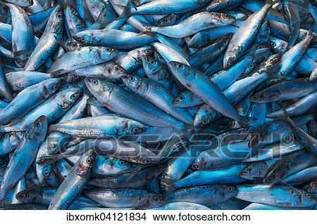 Small fish for sale, Kerala, India, Asia View Large Photo Image Picture - Small fish for sale, Kerala, India, Asia. Fotosearch