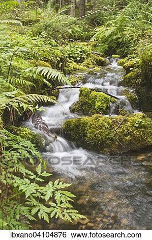 Stock Photograph - Small forest creek, Tragoss, Styria, Austria, Europe. Fotosearch