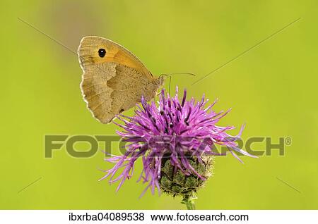 Stock Photo - Small Heath Butterfly (Coenonympha pamphilus) perched on Brown Knapweed (Centaurea jacea), North Rhine-Westphalia, Germany, Europe. Fotosearch