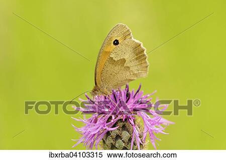 Small Heath (Coenonympha pamphilus) sitting in a meadow knapweed (Centaurea jacea), North Rhine-Westphalia, Germany, Europe View Large Photo Image Stock Photography - Small Heath (Coenonympha pamphilus) sitting in a meadow knapweed (Centaurea jacea), North Rhine-Westphalia, Germany, Europe. Fotosearch