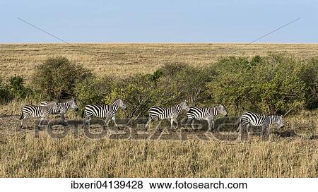 Small herd of zebras, Plains Zebras (Equus quagga), Maasai Mara, Kenya, Africa View Large Photo Image Stock Photo - Small herd of zebras, Plains Zebras (Equus quagga), Maasai Mara, Kenya, Africa. Fotosearch