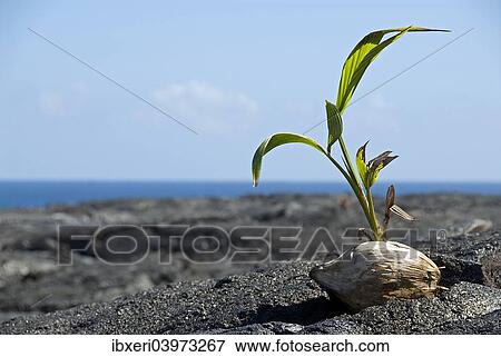 Stock Photo - Small palm tree growing out of a coconut, Big Island, Hawaii. Fotosearch