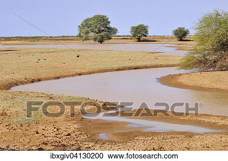 Stock Image - Small pond in the desert after rain, at Bogue, Brakna region, Mauritania, Africa. Fotosearch