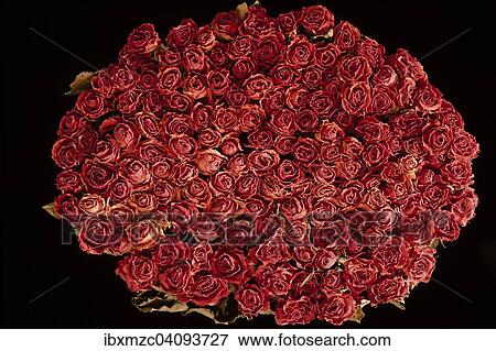 Small, red rose flowers against a dark background View Large Photo Image Stock Photo - Small, red rose flowers against a dark background. Fotosearch