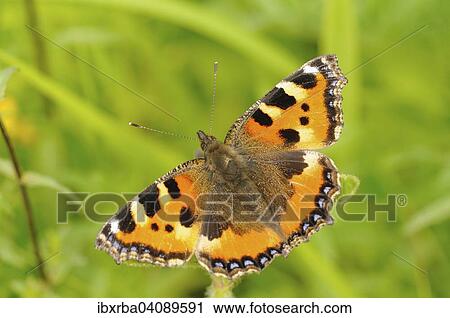 Small Tortoiseshell (Aglais urticae), North Rhine-Westphalia, Germany, Europe View Large Photo Image Stock Image - Small Tortoiseshell (Aglais urticae), North Rhine-Westphalia, Germany, Europe. Fotosearch