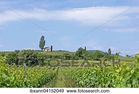 Small vineyard temple in vineyard, German Wine Route, Rhineland-Palatinate, Germany, Europe View Large Photo Image Stock Photo - Small vineyard temple in vineyard, German Wine Route, Rhineland-Palatinate, Germany, Europe. Fotosearch