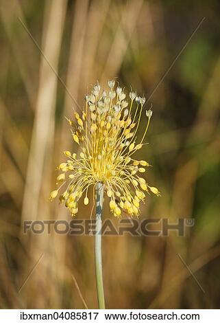 Stock Photo - Small Yellow Onion (Allium flavum), Northern Burgenland, Burgenland, Austria, Europe. Fotosearch