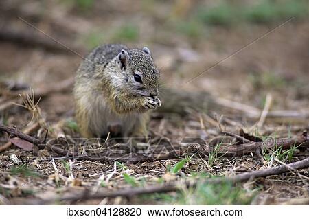 Stock Image - Smith's Bush Squirrel (Paraxerus cepapi), adult, feeding, Kruger National Park, South Africa, Africa. Fotosearch