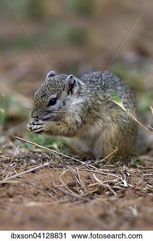 Stock Image - Smith's Bush Squirrel (Paraxerus cepapi), adult, feeding, Kruger National Park, South Africa, Africa. Fotosearch