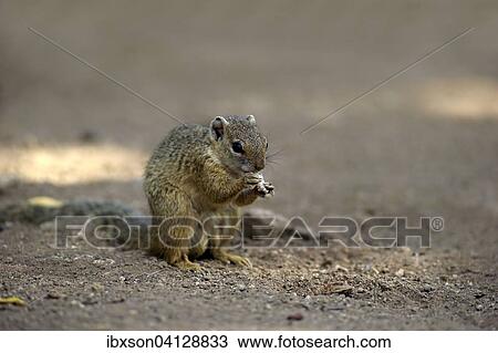 Stock Image - Smith's Bush Squirrel (Paraxerus cepapi), adult, feeding, Kruger National Park, South Africa, Africa. Fotosearch