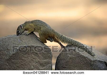 Stock Image - Smith's Bush Squirrel (Paraxerus cepapi), adult, on rocks, Kruger National Park, South Africa, Africa. Fotosearch