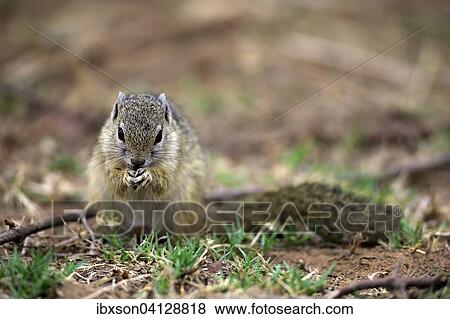 Stock Photo - Smith's Bush Squirrel (Paraxerus cepapi), adult, feeding, Kruger National Park, South Africa, Africa. Fotosearch