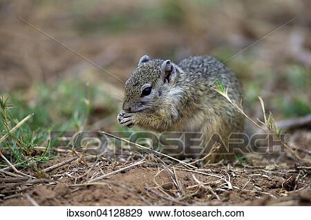 Stock Photo - Smith's Bush Squirrel (Paraxerus cepapi), adult, feeding, Kruger National Park, South Africa, Africa. Fotosearch