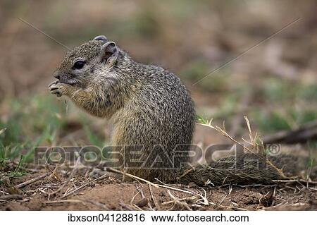 Stock Photograph - Smith's Bush Squirrel (Paraxerus cepapi), adult, feeding, Kruger National Park, South Africa, Africa. Fotosearch