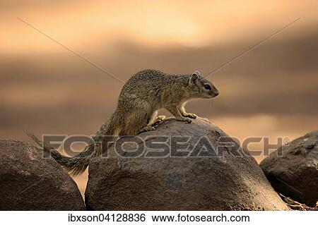 Stock Photograph - Smith's Bush Squirrel (Paraxerus cepapi), adult, on rock, alert, Kruger National Park, South Africa, Africa. Fotosearch