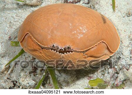 Smooth crab (Calappa calappa), Bohol Sea, Cebu, Philippines, Asia View Large Photo Image Stock Image - Smooth crab (Calappa calappa), Bohol Sea, Cebu, Philippines, Asia. Fotosearch
