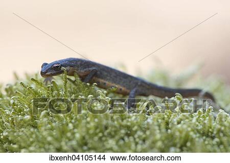 Smooth Newt (Lissotritron vulgaris), Emsland, Lower Saxony, Germany, Europe View Large Photo Image Picture - Smooth Newt (Lissotritron vulgaris), Emsland, Lower Saxony, Germany, Europe. Fotosearch