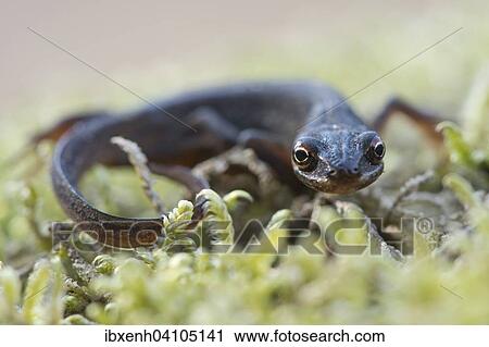 Stock Image - Smooth Newt (Lissotritron vulgaris), Emsland, Lower Saxony, Germany, Europe. Fotosearch