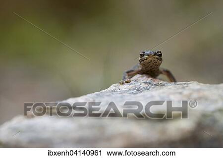 Smooth newt or common newt (Lissotriton vulgaris), Emsland, Lower Saxony, Germany, Europe View Large Photo Image Stock Image - Smooth newt or common newt (Lissotriton vulgaris), Emsland, Lower Saxony, Germany, Europe. Fotosearch