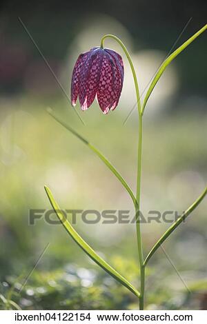 Picture - Snake's Head Fritillary (Fritillaria meleagris), Emsland, Lower Saxony, Germany, Europe. Fotosearch
