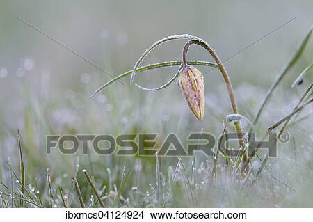 Snake's head fritillary (Fritillaria meleagris) with hoar frost, Hesse, Germany, Europe View Large Photo Image Picture - Snake's head fritillary (Fritillaria meleagris) with hoar frost, Hesse, Germany, Europe. Fotosearch