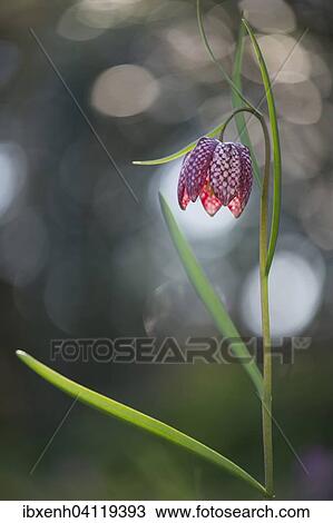 Snake's Head Fritillary (Fritillaria meleagris), Emsland, Lower Saxony, Germany, Europe View Large Photo Image Stock Image - Snake's Head Fritillary (Fritillaria meleagris), Emsland, Lower Saxony, Germany, Europe. Fotosearch