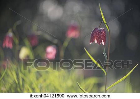 Snake's Head Fritillary (Fritillaria meleagris), Emsland, Lower Saxony, Germany, Europe View Large Photo Image Stock Image - Snake's Head Fritillary (Fritillaria meleagris), Emsland, Lower Saxony, Germany, Europe. Fotosearch