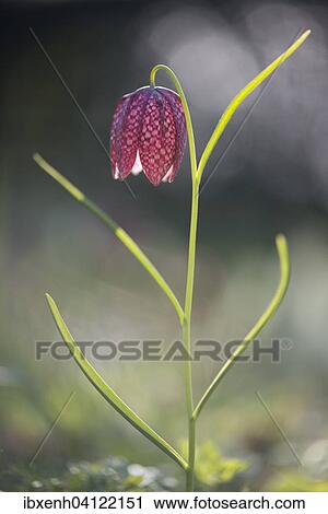 Stock Image - Snake's Head Fritillary (Fritillaria meleagris), Emsland, Lower Saxony, Germany, Europe. Fotosearch