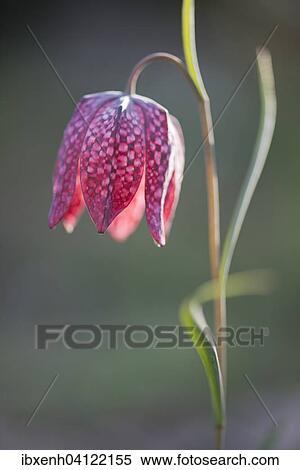 Stock Photography - Snake's Head Fritillary (Fritillaria meleagris), Emsland, Lower Saxony, Germany, Europe. Fotosearch
