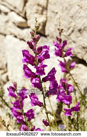 Snapdragon (Antirrhinum sp. ) against stone wall, pink flowers, Malta, Europe View Large Photo Image Stock Photo - Snapdragon (Antirrhinum sp. ) against stone wall, pink flowers, Malta, Europe. Fotosearch