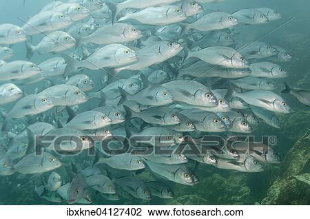 Stock Image - Snapper (Lutjanus sp. ), Galapagos, Ecuador, South America. Fotosearch