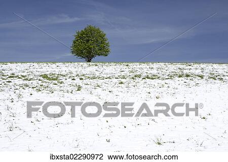 Snow-covered landscape with tree, Black Forest, St. Peter, Baden-Wuerttemberg, Germany, Europe View Large Photo Image Stock Image - Snow-covered landscape with tree, Black Forest, St. Peter, Baden-Wuerttemberg, Germany, Europe. Fotosearch