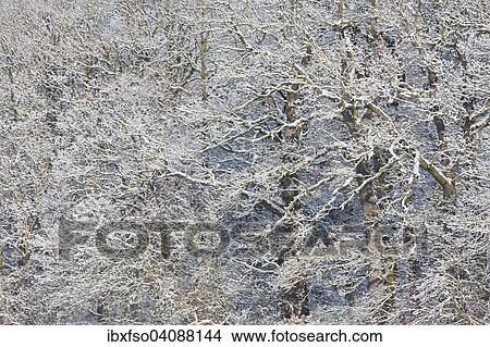 Snow-covered Pedunculate Oaks (Quercus robur), Thuringia, Germany, Europe View Large Photo Image Picture - Snow-covered Pedunculate Oaks (Quercus robur), Thuringia, Germany, Europe. Fotosearch