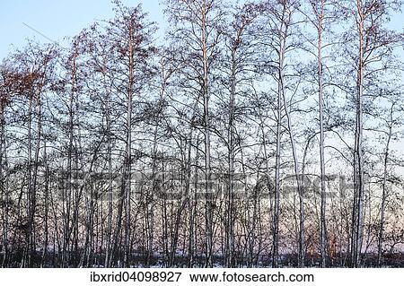 Snow-covered row of Common Alder trees (Alnus glutinosa) in the morning, Geldern, North Rhine-Westphalia, Germany, Europe View Large Photo Image Stock Photo - Snow-covered row of Common Alder trees (Alnus glutinosa) in the morning, Geldern, North Rhine-Westphalia, Germany, Europe. Fotosearch