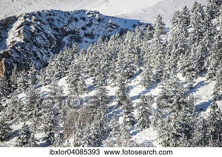 Stock Image - Snow-covered spruce trees on a slope, Sibillini Mountains, Umbria, Italy, Europe. Fotosearch