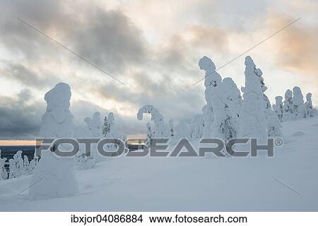 Picture - Snow-covered spruces, fjell in winter, Riisitunturi National Park, Posio, Lapland, Finland, Europe. Fotosearch