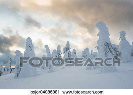 Snow-covered spruces, fjell in winter, Riisitunturi National Park, Posio, Lapland, Finland, Europe View Large Photo Image Stock Image - Snow-covered spruces, fjell in winter, Riisitunturi National Park, Posio, Lapland, Finland, Europe. Fotosearch