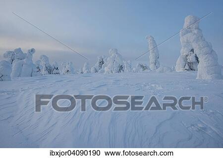 Snow-covered spruces, Fjell in winter, Riisitunturi National Park, Posio, Lapland, Finland, Europe View Large Photo Image Stock Image - Snow-covered spruces, Fjell in winter, Riisitunturi National Park, Posio, Lapland, Finland, Europe. Fotosearch