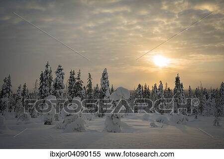 Stock Photography - Snow-covered spruces, Fjell in winter, Riisitunturi National Park, Posio, Lapland, Finland, Europe. Fotosearch