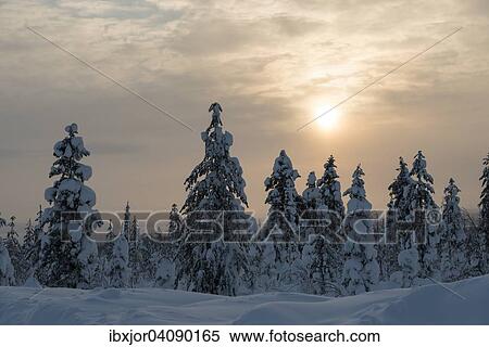 Stock Photography - Snow-covered spruces, Fjell in winter, Riisitunturi National Park, Posio, Lapland, Finland, Europe. Fotosearch